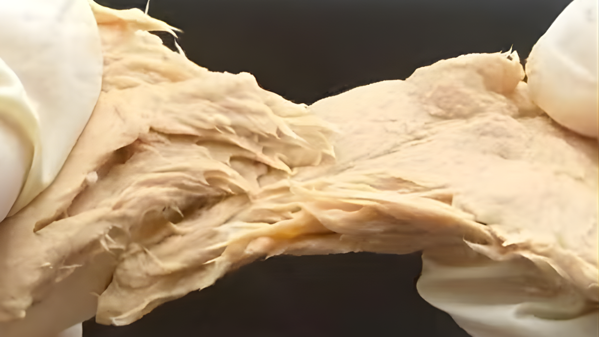 Close-up of fibrous mycoprotein showing texture of gene-edited fermented protein